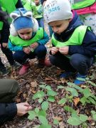 ilustracja do wpisu 
MĄDRE SÓWKI - wycieczka do Nadleśnictwa Dojlidy