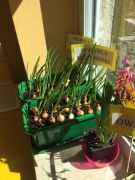 ilustracja do wpisu 
MĄDRE SÓWKI - wiosenny ogródek w sali