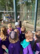 Puchatki obserwują zwierzęta w ZOO